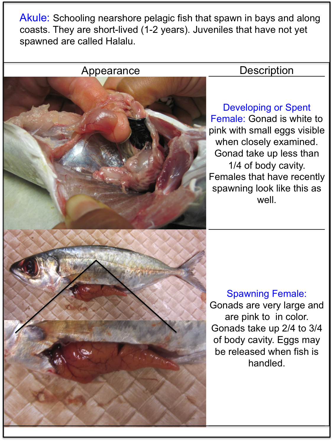Click below on the fish of interest to see how the gonads look when they ar...